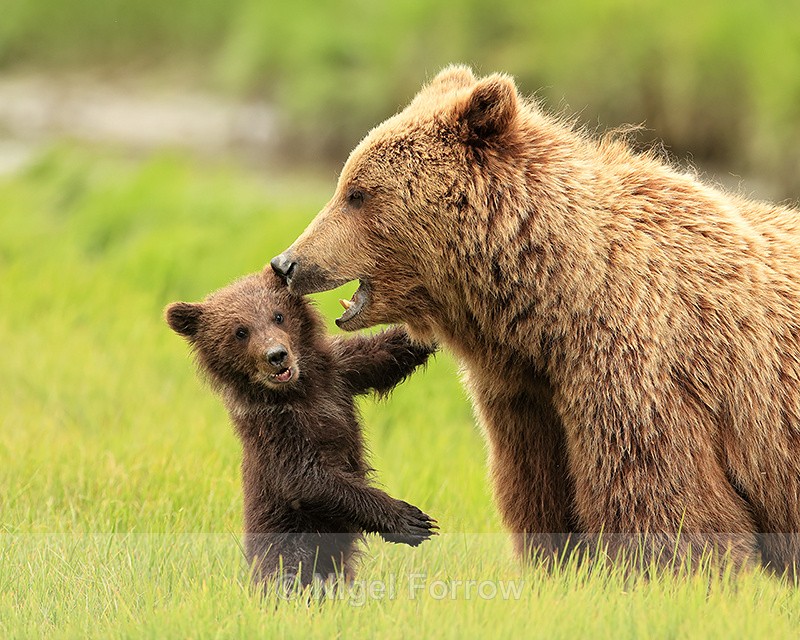 Brown Bear cub standing beside mother, Silver Salmon Creek, Alaska - Brown Bear