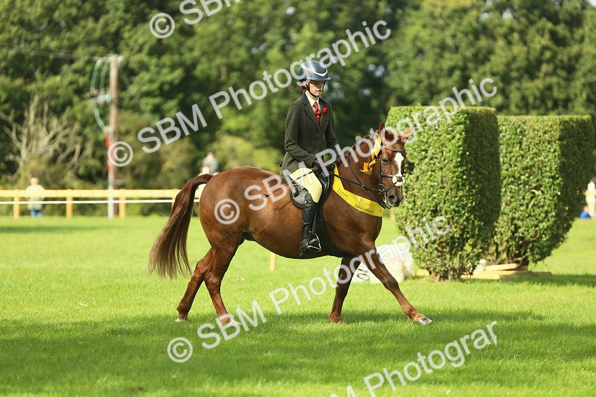 SBM_44929 - Working Hunter Pony Supreme Championship