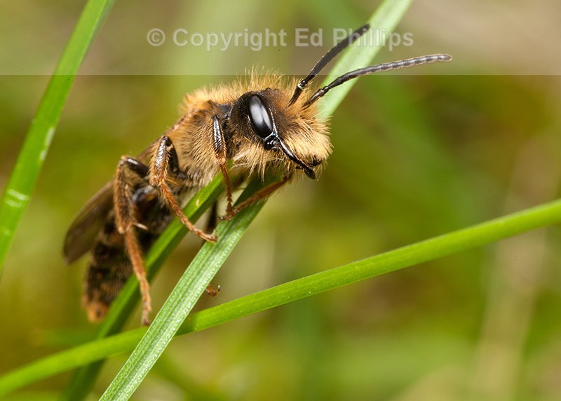 Andrena bucephala (m)