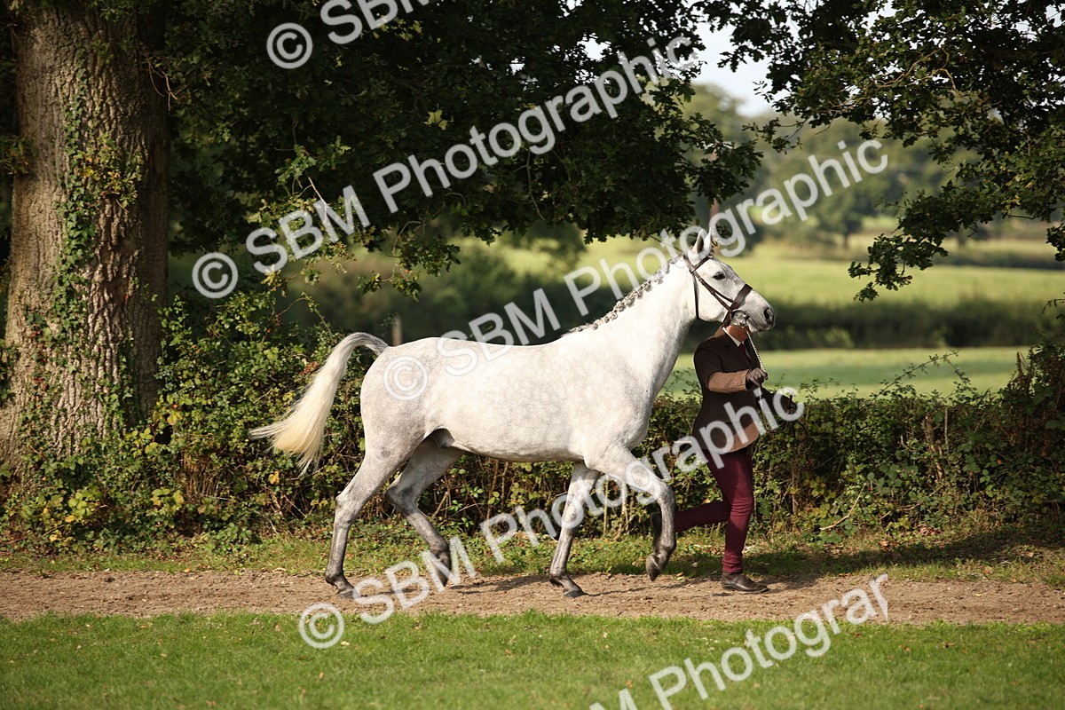 SBM_60061 - S53 - Hunter In Hand