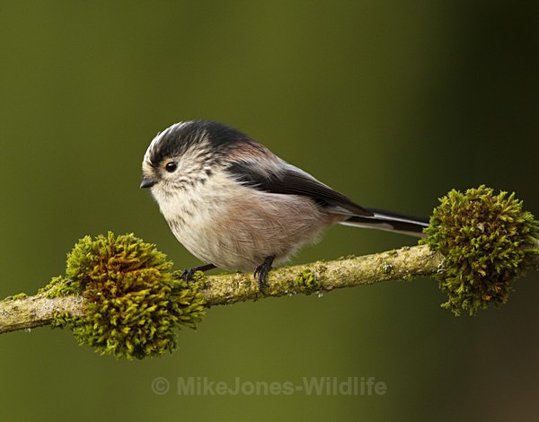 LONG TAILED TIT REF LTT 8 - THE LONG TAILED TIT