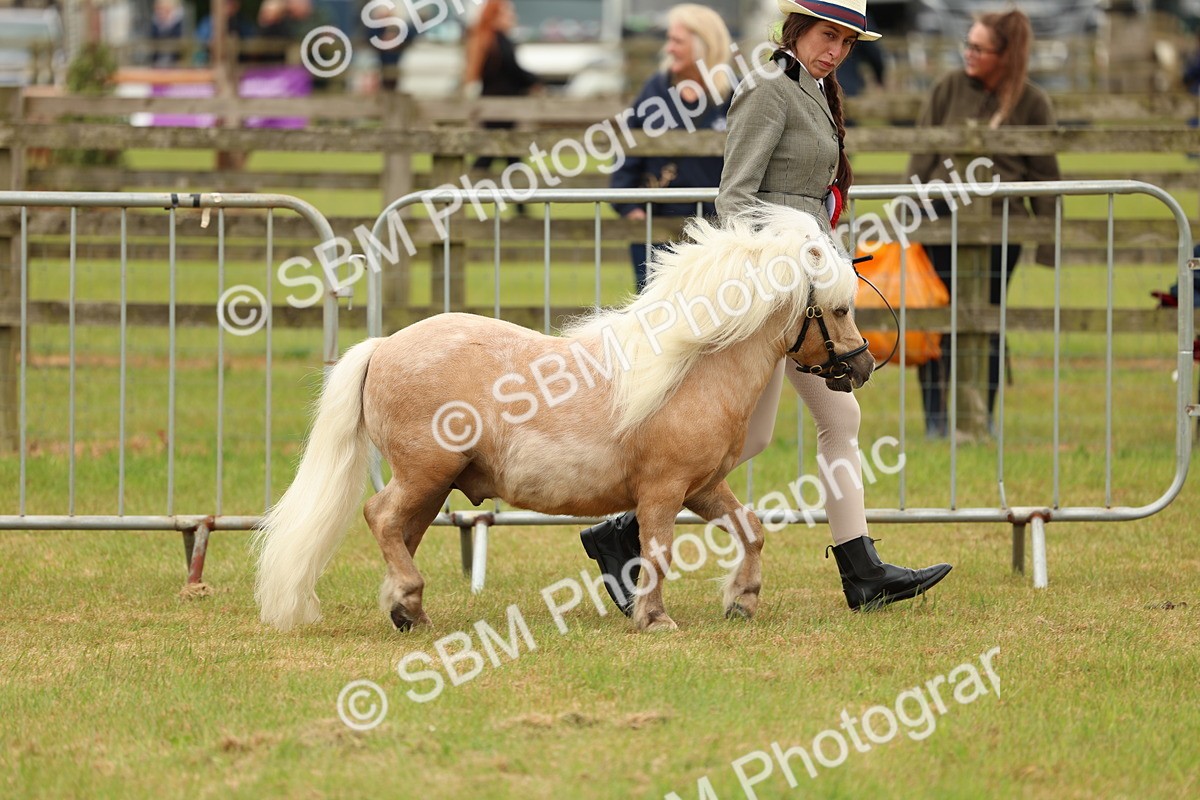 SBM_03500 - Class 58-67 - M&M Non Welsh Pony In hand