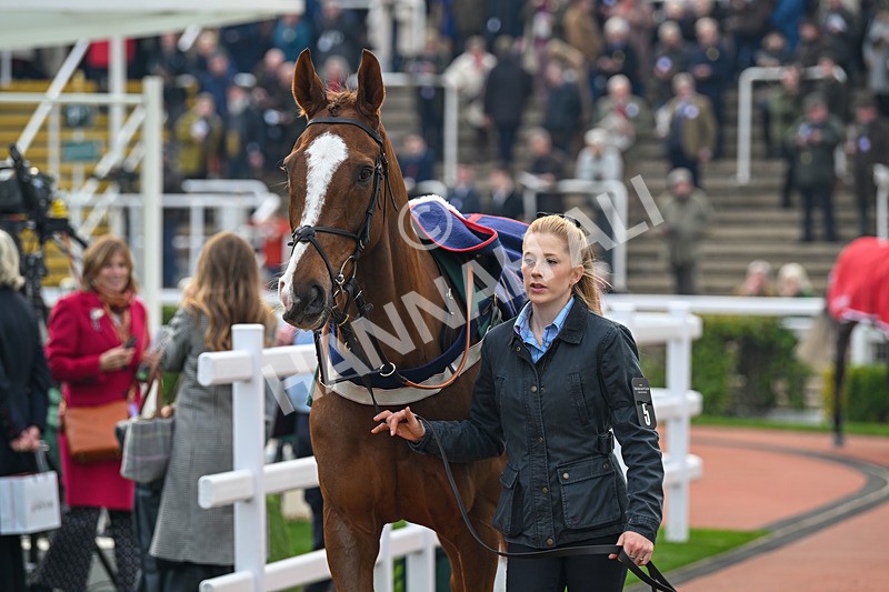 161124-Race 3-Paddock-Lookaway-9800 - Race 3