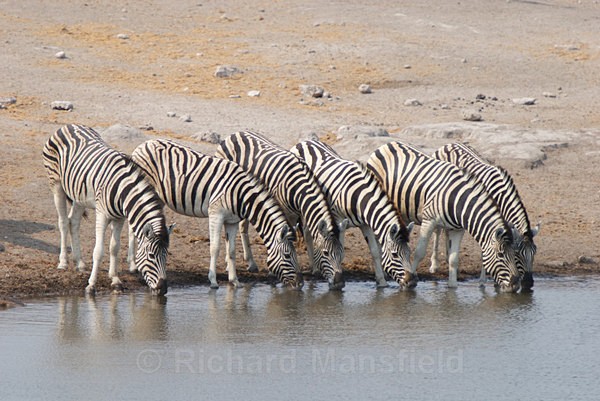  - African Journey
