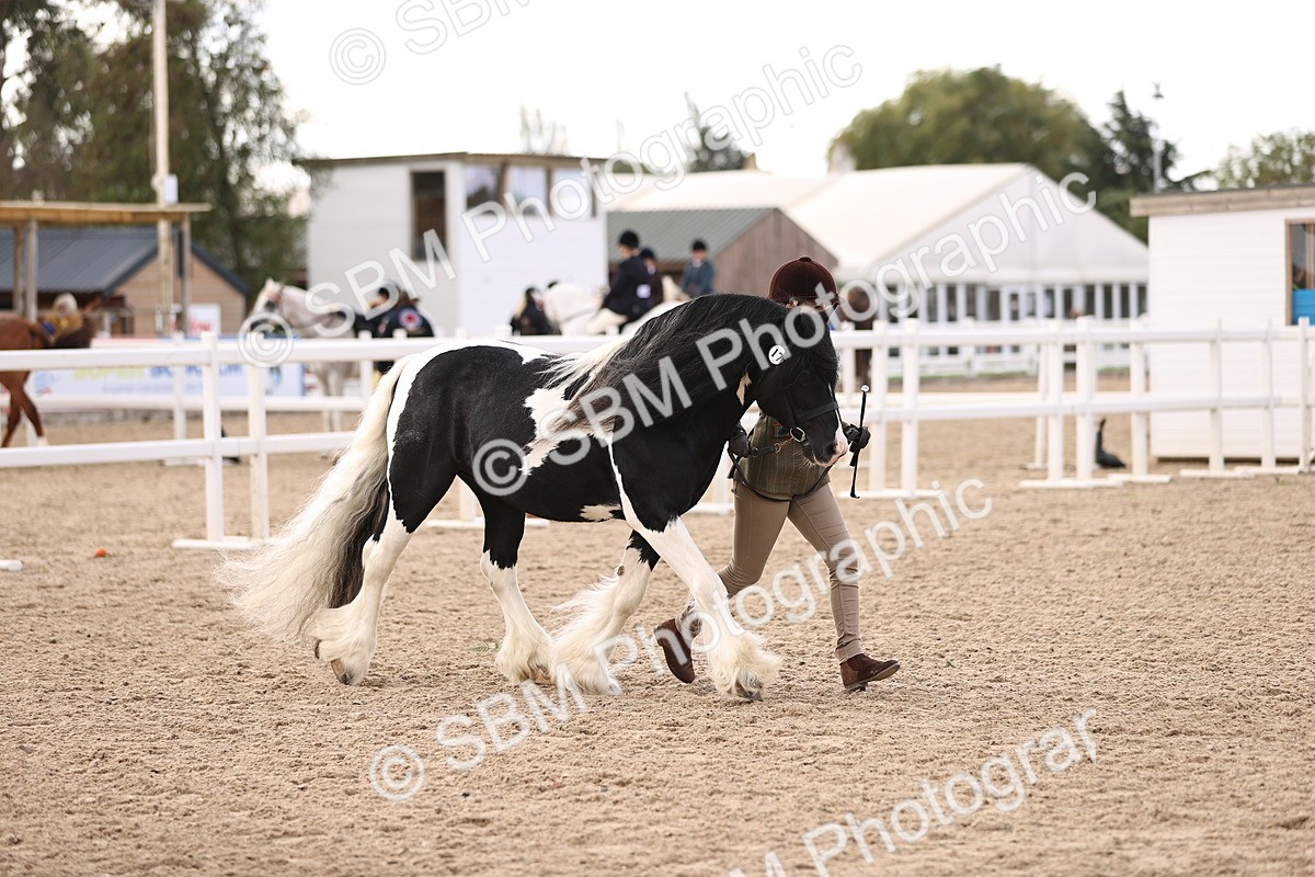 SBM_09310 - Class 404 - IH Traditional - Native Cob