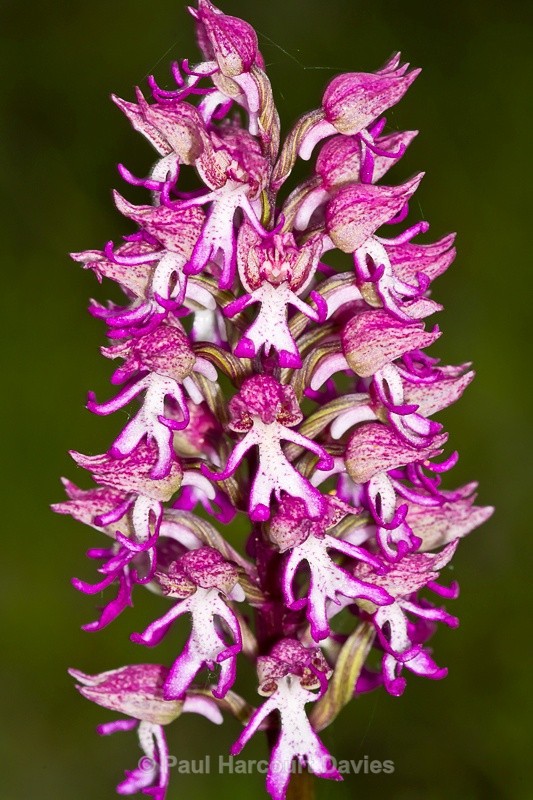  - Orchids - Orchis
