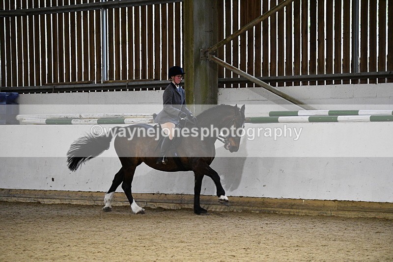 WJ5_8875 - Class 15 Ridden Show Horse