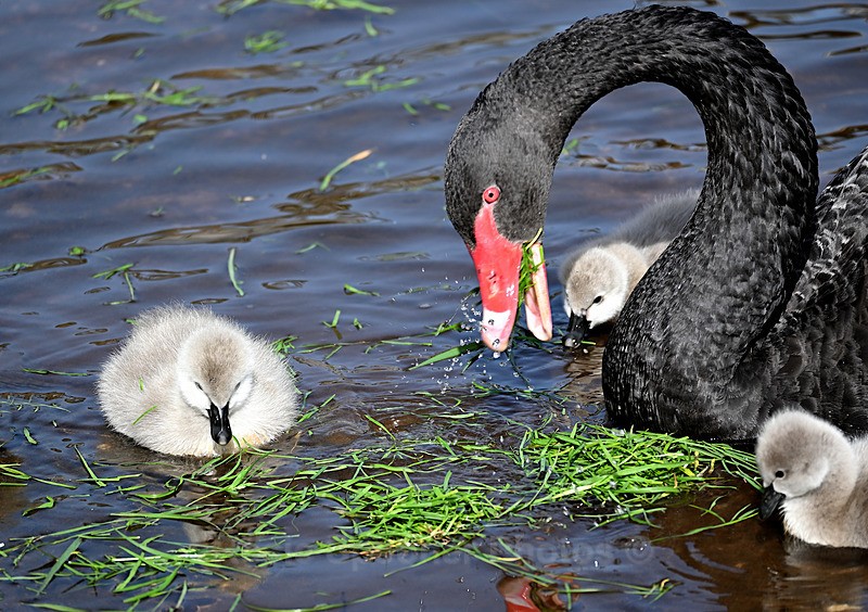 Black Swans Dawlish 2 - Dawlish and Black Swans