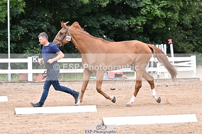 250716-134742-00670 - Trot Up 1.30 to 2.30