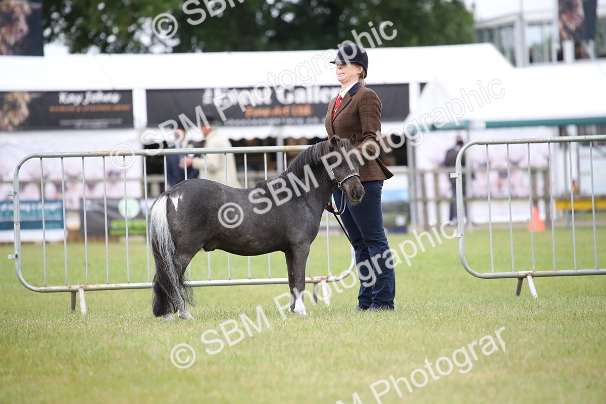 SBM_03902 - Class 23-25 - British Miniature Horse of the Year