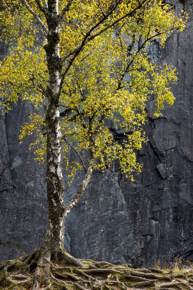 Silver Birch, Hodge Close - Lake District - One2Tree