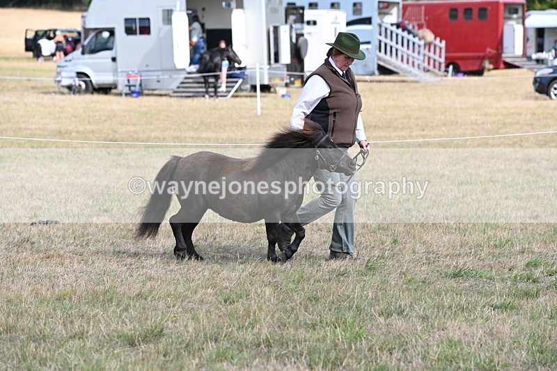 WJ6_6834 - Class 21 Shetland & Mini Horses