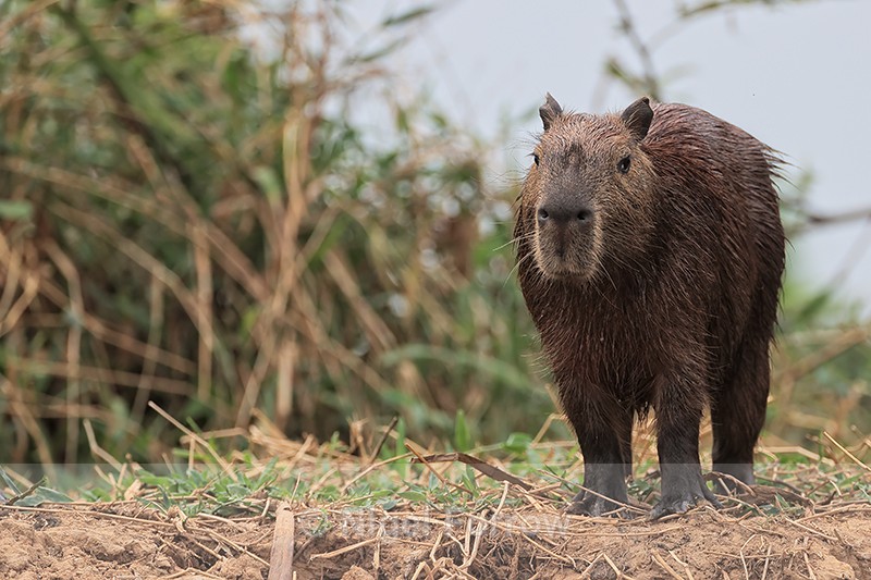Capybara (adult) standing on river bank, Pantanal, Brazil - Capybara