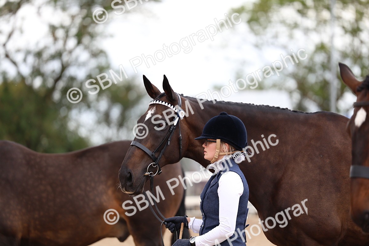 SBM_05720 - Class 28 - IH Veteran Horse