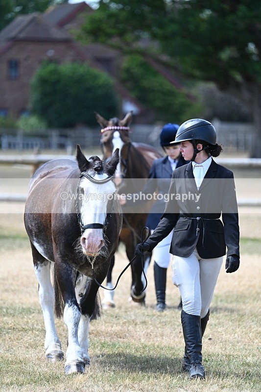 WJ7_2296 - Class 5a Most Handsome Gelding in hand (above 14.2hh)