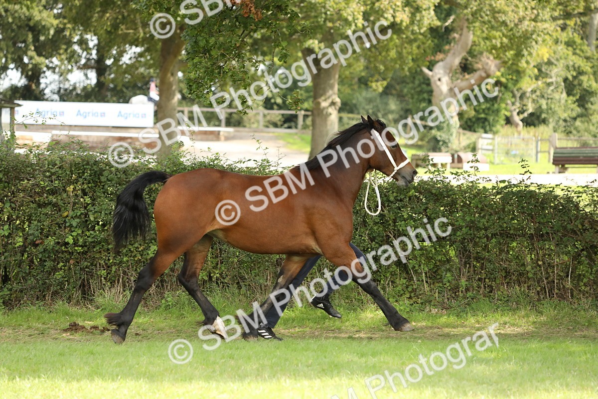 SBM_66294 - In Hand Pony & Youngstock Supreme Championship