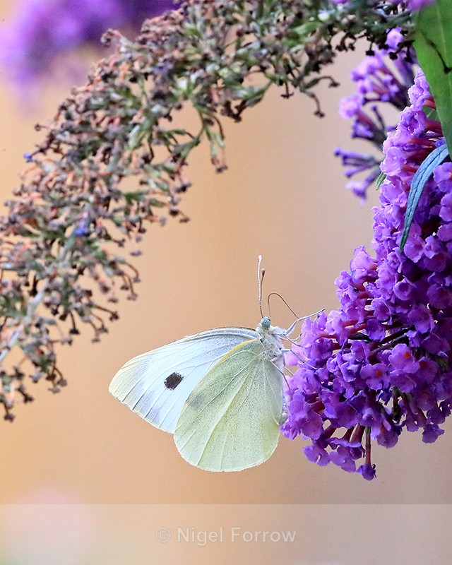 Large White feeding on buddleia flower, Oxfordshire, UK - INSECTS