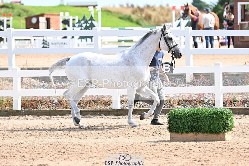 240717A-155111-03108 - Trot Up 3pm to 4pm