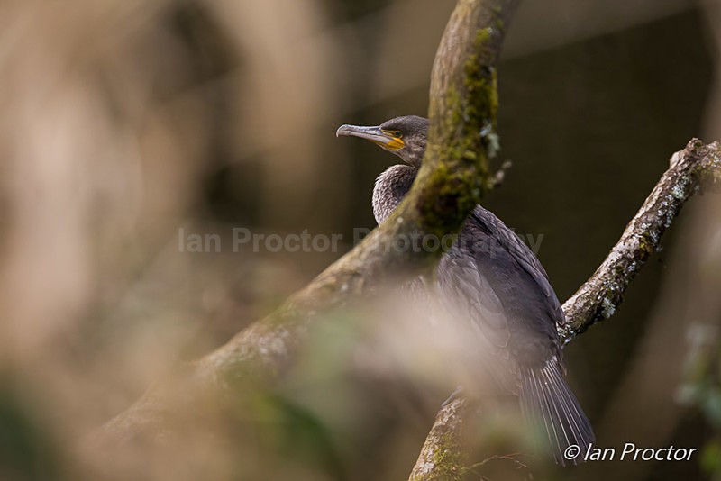 Cormorant through the foliage - Nature