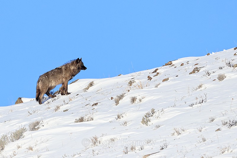 Wolf standing still on slope, Yellowstone National Park - Wolf