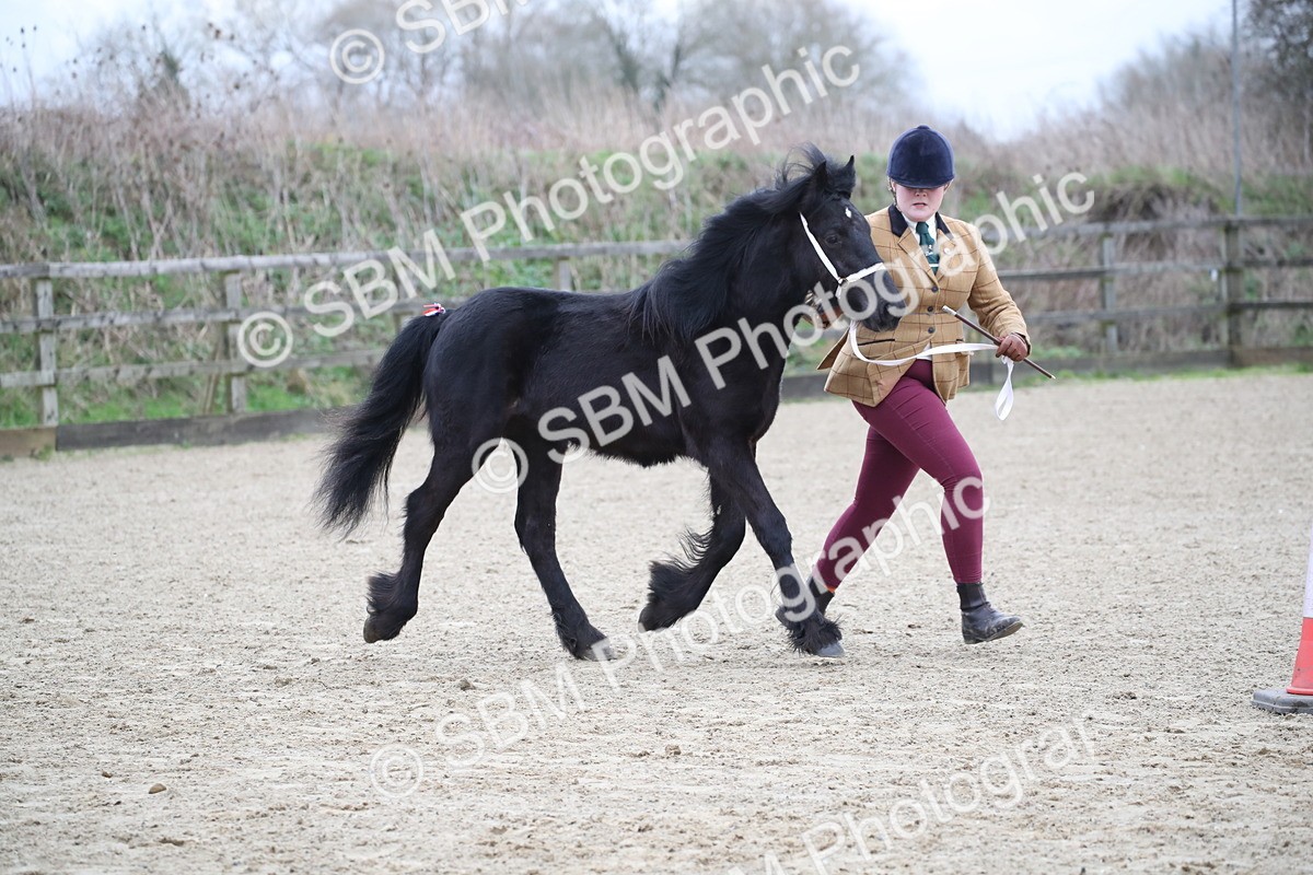 SBM_003983 - Class 1-4 - Young Stock classes Inc. In Hand Championship