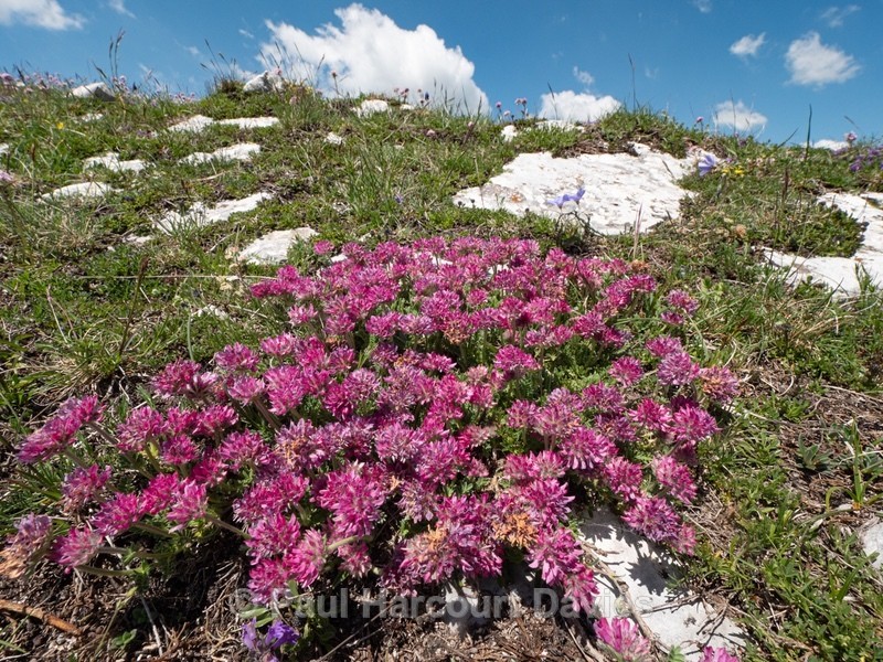Mountain kidney vetch (Anthyllis montana ssp atropupurea) - Flowers in the Landscape - 2