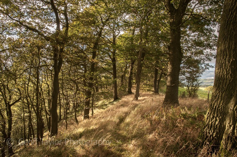 0705 Hope Valley Nature Reserve - Corndon Hill