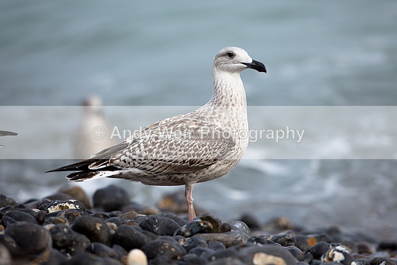 20140929-3K8A5867 - Herring Gull