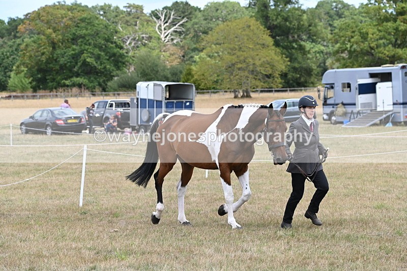WJ6_5993 - Class 19 In-hand Veterans (Uploaded correct folder)