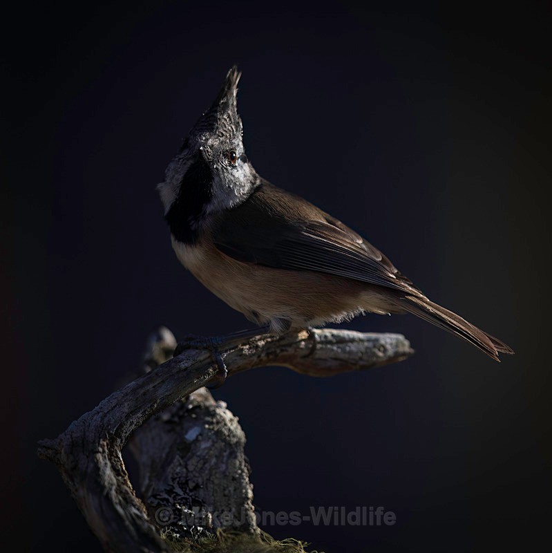 CRESTED TIT 16 - New