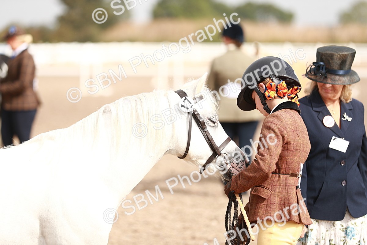 SBM_11821 - Class 206 IH Non Show Type Pony