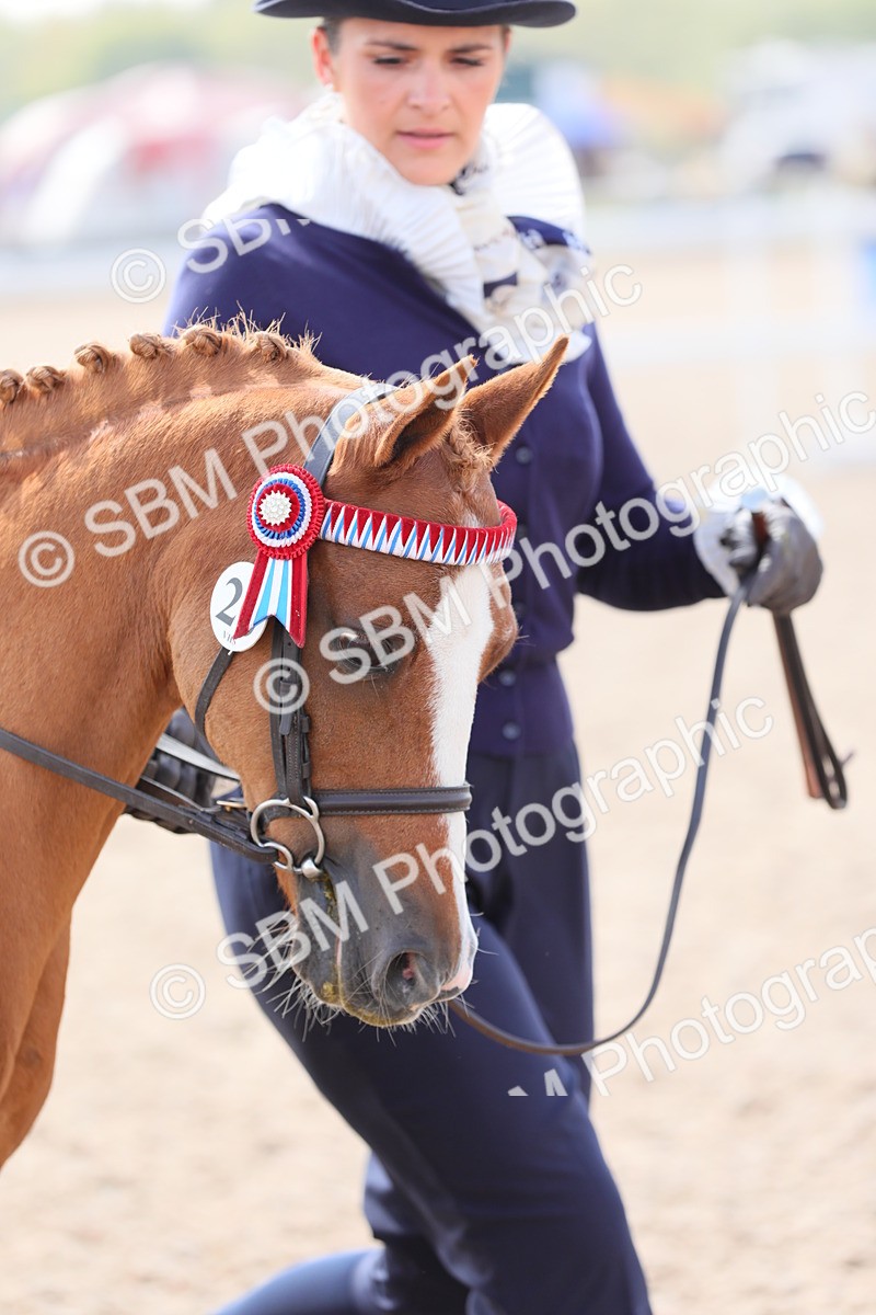 SBM_14001 - Class 309 Lead Rein Pony