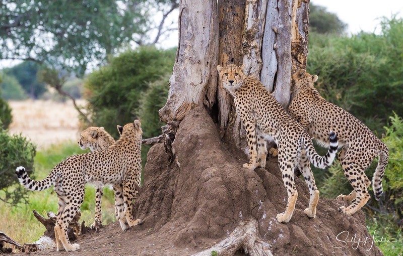 Mashatu Cubs 4