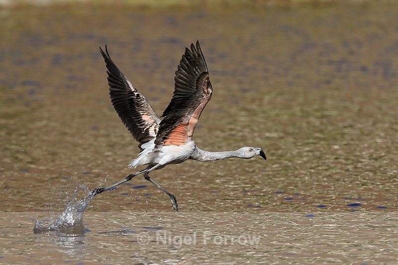 Chilean Flamingo (immature) running on water, Machuca, Chile - Chilean Flamingo