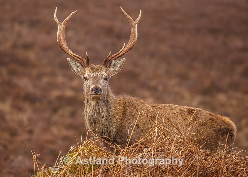 Red Deer - Latest Images