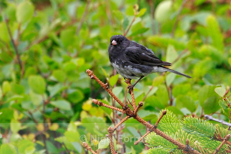 Dark-eyed Junco perched on a conifer branch - Dark-eyed Junco