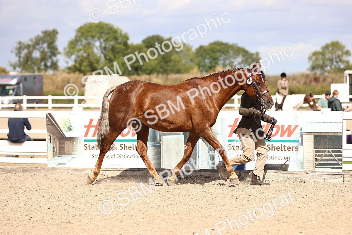 SBM_14279 - Class 411 - Prettiest Mare (IH OR Ridden) Adult