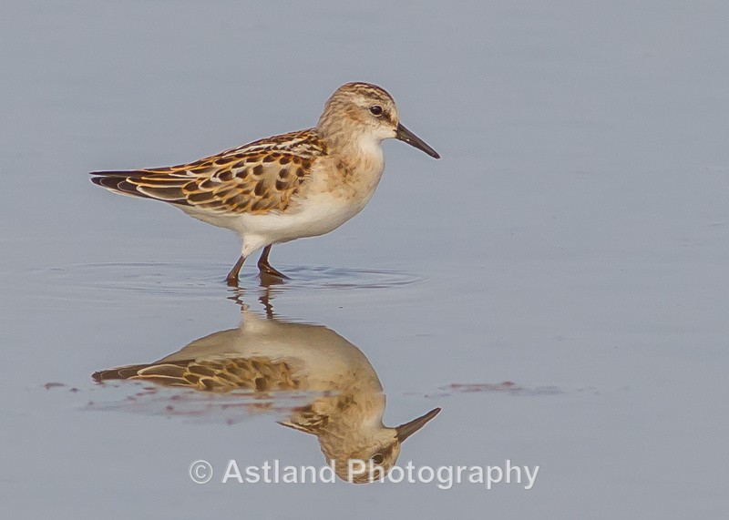 Astland Photography, Bird and Wildlife Images, Susan and Peter Wilson, U.K.