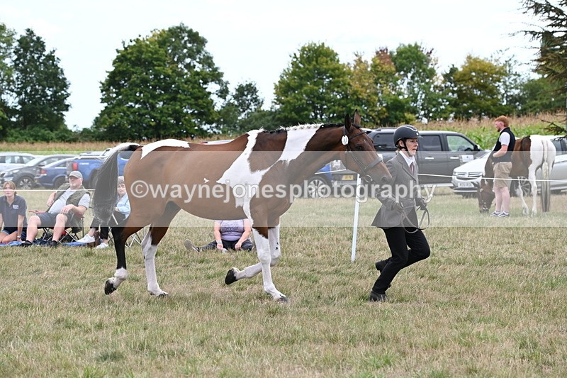 WJ6_6080 - Class 19 In-hand Veterans (Uploaded correct folder)