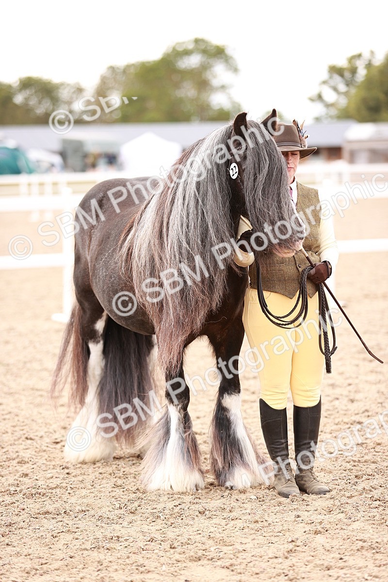 SBM_16192 - Class412 - Handsome Gelding (IH  or Ridden) Adult