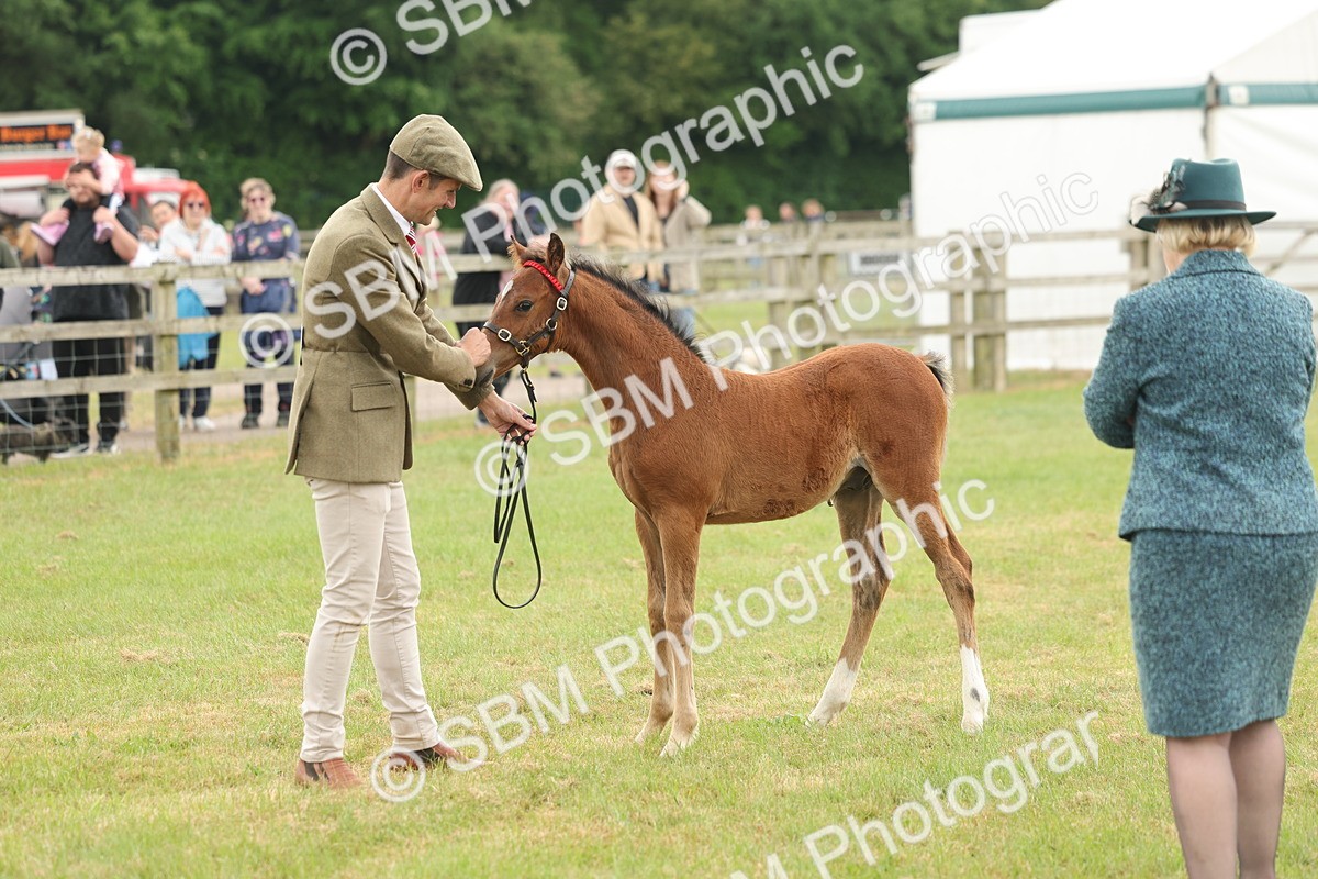 SBM_05521 - Class 68-73 - Riding Pony Breeding