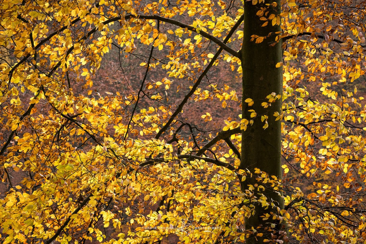 Two shades of Amber - Woodland