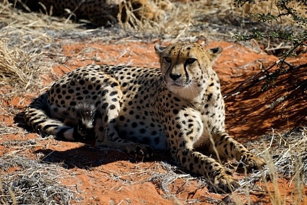  - Namibia