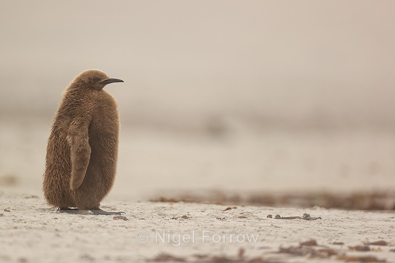King Penguin chick on beach, Saunders Island, Falklands - King Penguin