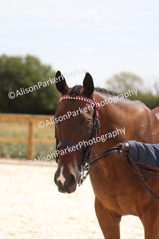 20260802-1546 - Class 16 - Best Horse or Pony