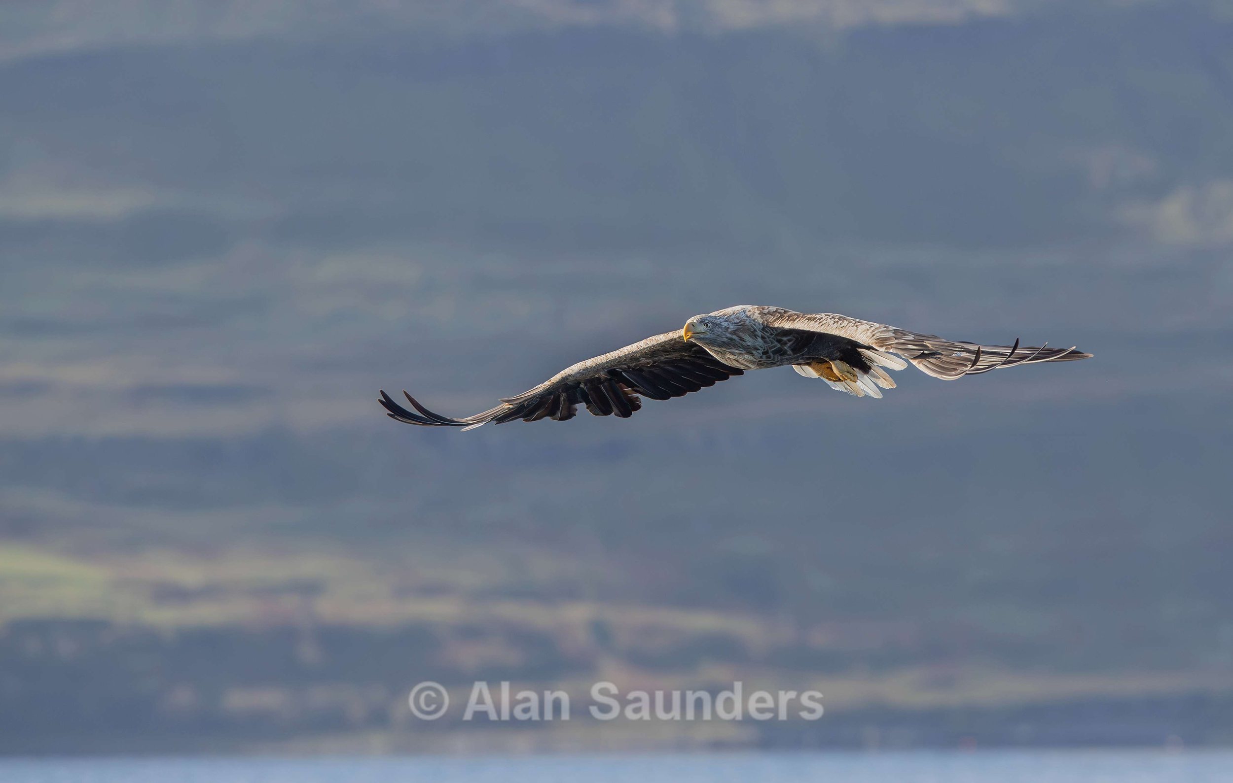White Tailed Eagle 30