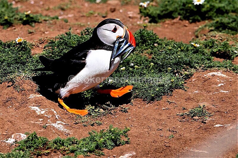 _56A7037 - Skomer 2019