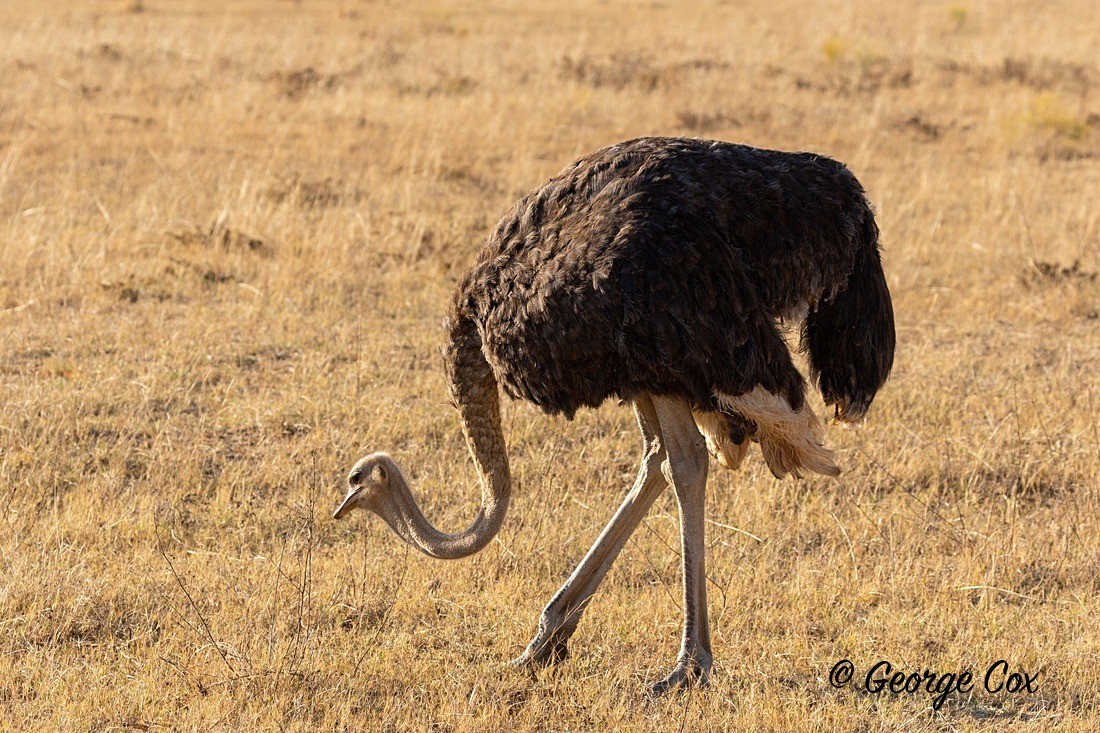 Bird Ostrich - South Africa - Limpopo