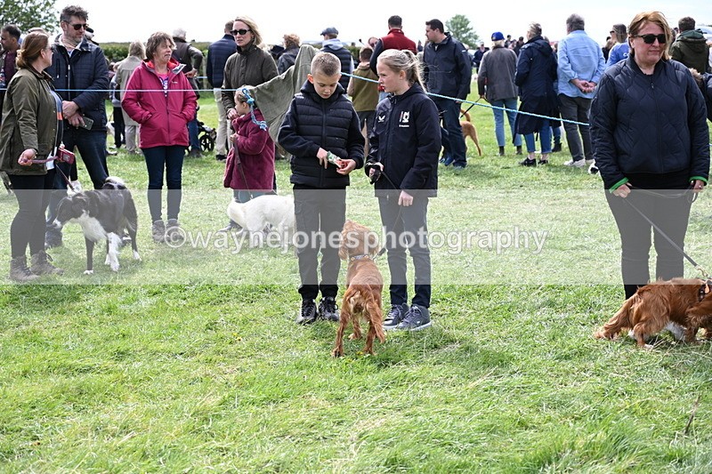 WJ6_8724 - Class 8 Best Working / Gun Dog or Bitch