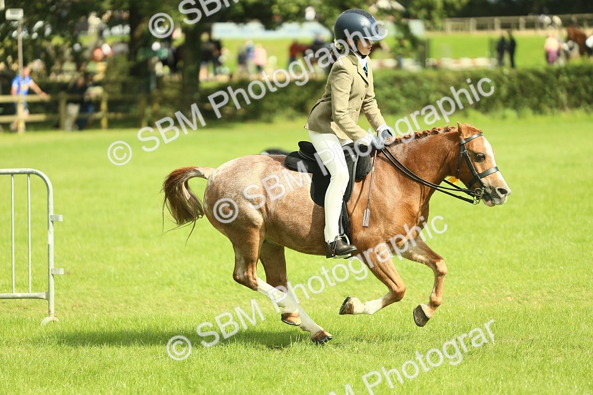 SBM_44836 - S31 - Working Hunter Pony